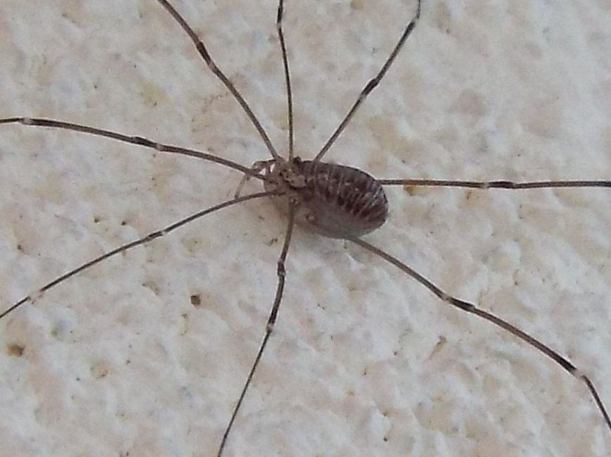 Leiobunum cf. limbatum
